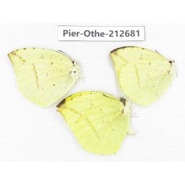 Dercas lycorias ssp. China, Sichuan, Liangshan area, Dechang county. 3M. Pier-Othe-212681.