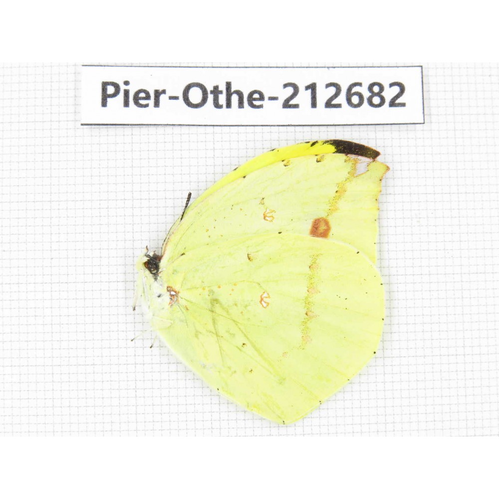 Dercas lycorias ssp. China, Sichuan, Liangshan area, Dechang county. 1M. Pier-Othe-212682.