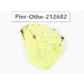 Dercas lycorias ssp. China, Sichuan, Liangshan area, Dechang county. 1M. Pier-Othe-212682.