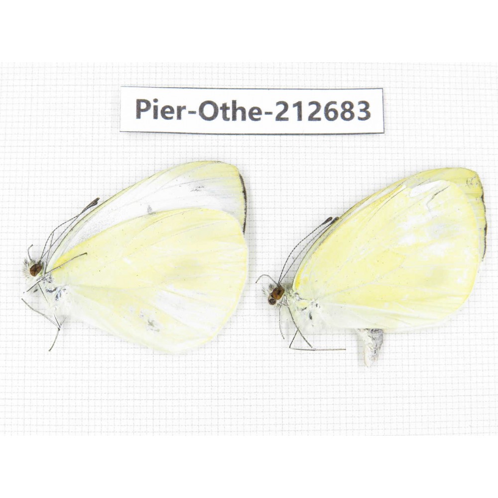 Talbotia naganum. China, Sichuan, Liangshan area, Dechang county. 2M. Pier-Othe-212683.