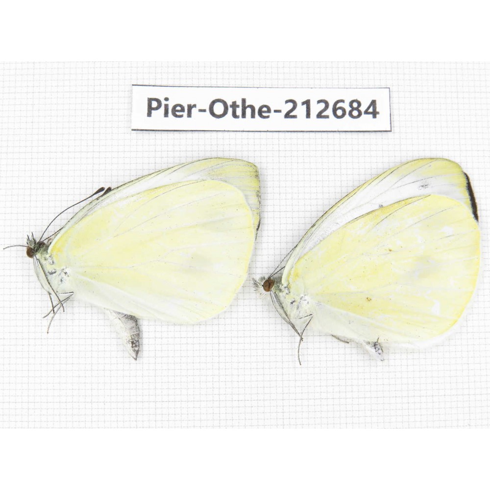 Talbotia naganum. China, Sichuan, Liangshan area, Dechang county. 2M. Pier-Othe-212684.