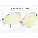 Talbotia naganum. China, Sichuan, Liangshan area, Dechang county. 2M. Pier-Othe-212684.