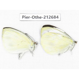 Talbotia naganum. China, Sichuan, Liangshan area, Dechang county. 2M. Pier-Othe-212684.