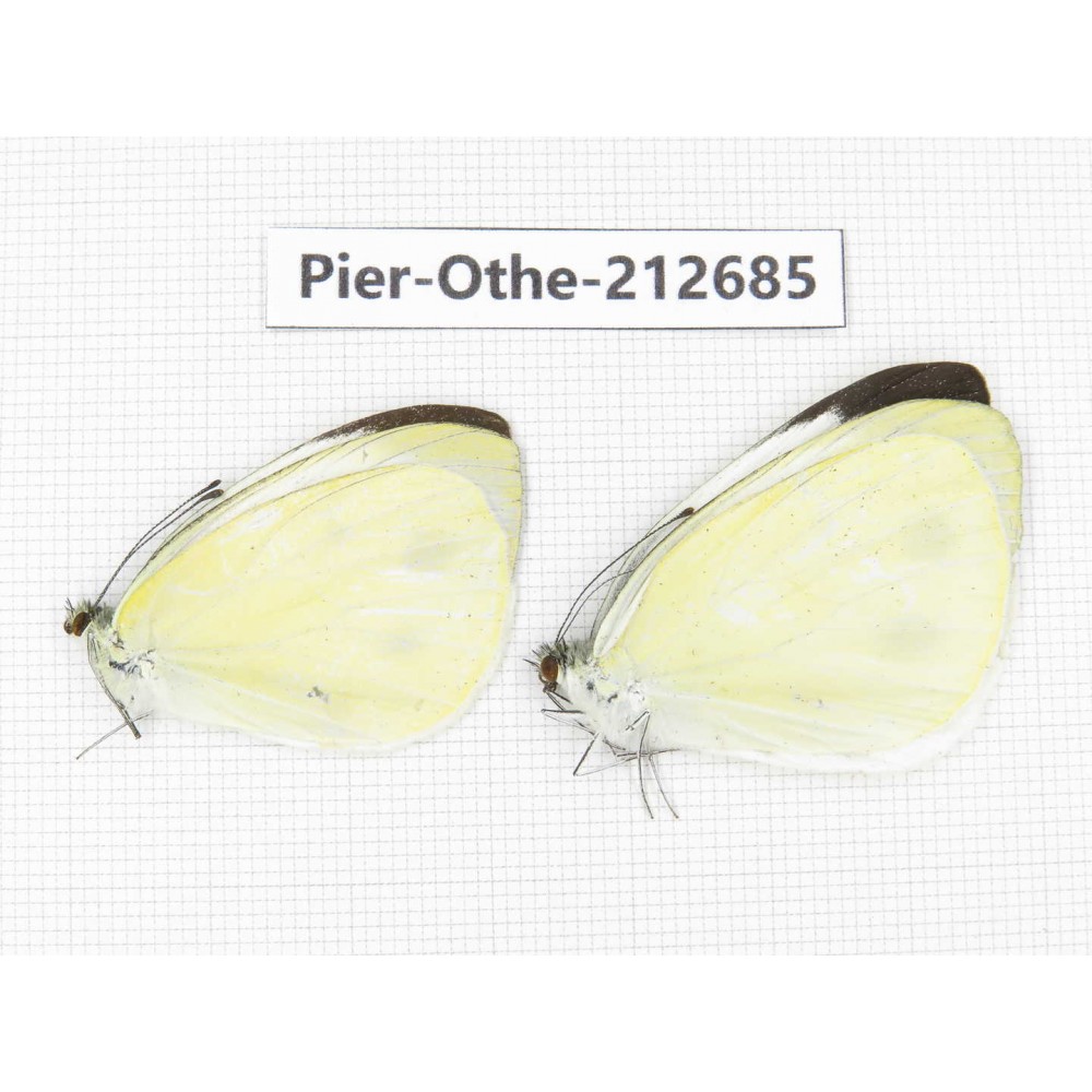 Talbotia naganum. China, Sichuan, Liangshan area, Dechang county. 2M. Pier-Othe-212685.