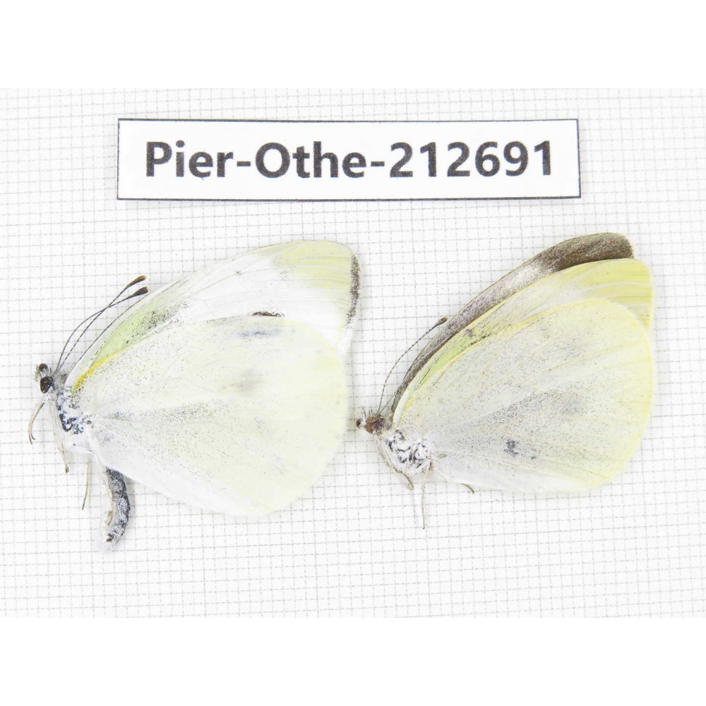 Pieridae rapae ssp. China, Sichuan, Liangshan area, Dechang county. 2M. Pier-Othe-212691.