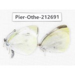 Pieridae rapae ssp. China, Sichuan, Liangshan area, Dechang county. 2M. Pier-Othe-212691.