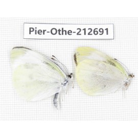 Pieridae rapae ssp. China, Sichuan, Liangshan area, Dechang county. 2M. Pier-Othe-212691.
