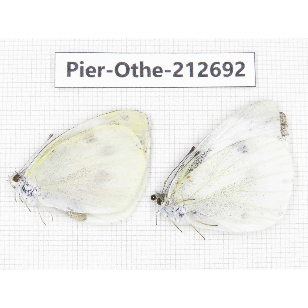 Pieridae rapae ssp. China, Sichuan, Liangshan area, Dechang county. 2M. Pier-Othe-212692.