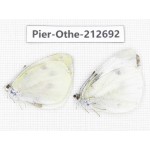 Pieridae rapae ssp. China, Sichuan, Liangshan area, Dechang county. 2M. Pier-Othe-212692.