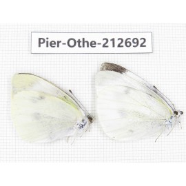 Pieridae rapae ssp. China, Sichuan, Liangshan area, Dechang county. 2M. Pier-Othe-212692.