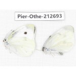 Pieridae rapae ssp. China, Sichuan, Liangshan area, Dechang county. 2M. Pier-Othe-212693.