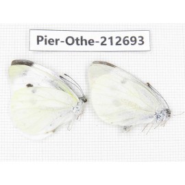 Pieridae rapae ssp. China, Sichuan, Liangshan area, Dechang county. 2M. Pier-Othe-212693.