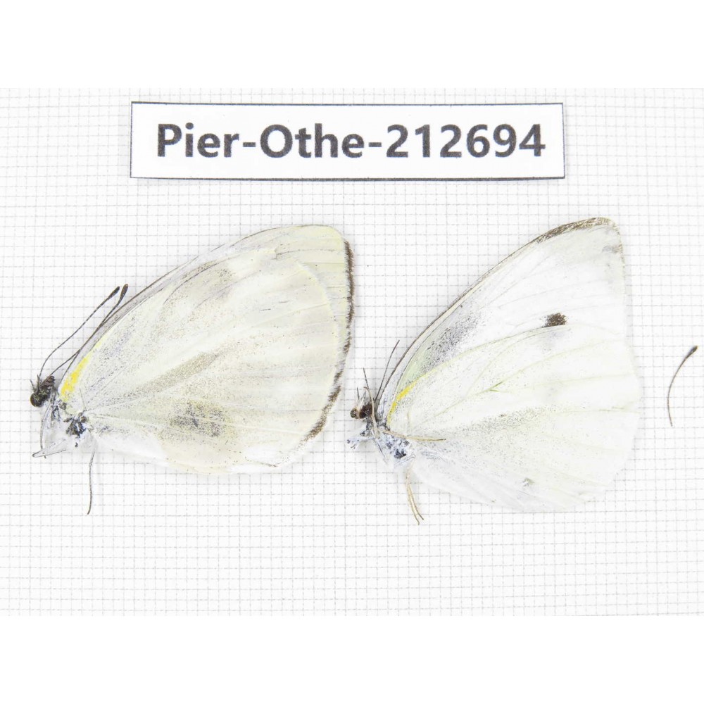 Pieridae rapae ssp. China, Sichuan, Liangshan area, Dechang county. 2M. Pier-Othe-212694.