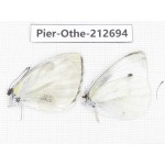 Pieridae rapae ssp. China, Sichuan, Liangshan area, Dechang county. 2M. Pier-Othe-212694.