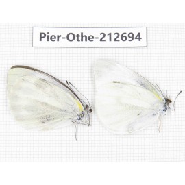 Pieridae rapae ssp. China, Sichuan, Liangshan area, Dechang county. 2M. Pier-Othe-212694.