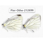 Pieris melete ssp. China, Sichuan, Liangshan area, Dechang county. 2M. Pier-Othe-212696.
