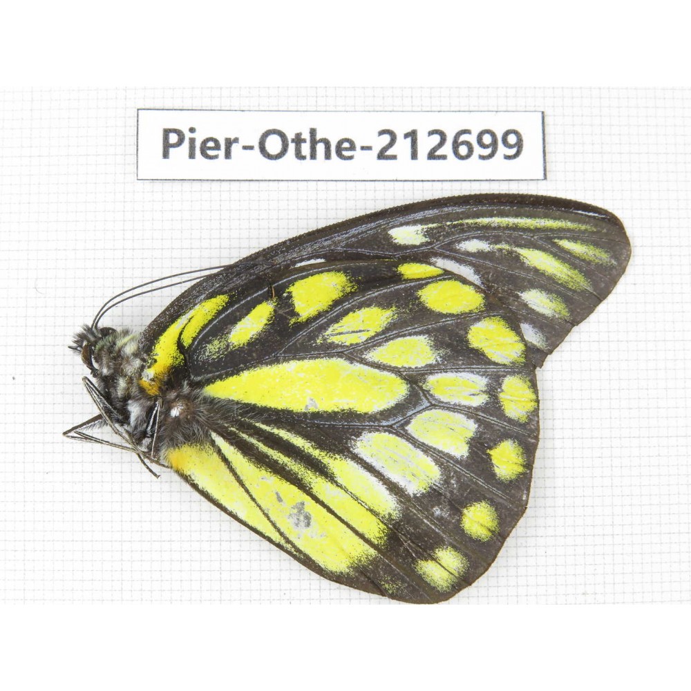Prioneris thestylis. China, Sichuan, Liangshan area, Dechang county. 1M. Pier-Othe-212699.
