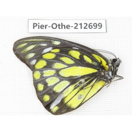 Prioneris thestylis. China, Sichuan, Liangshan area, Dechang county. 1M. Pier-Othe-212699.