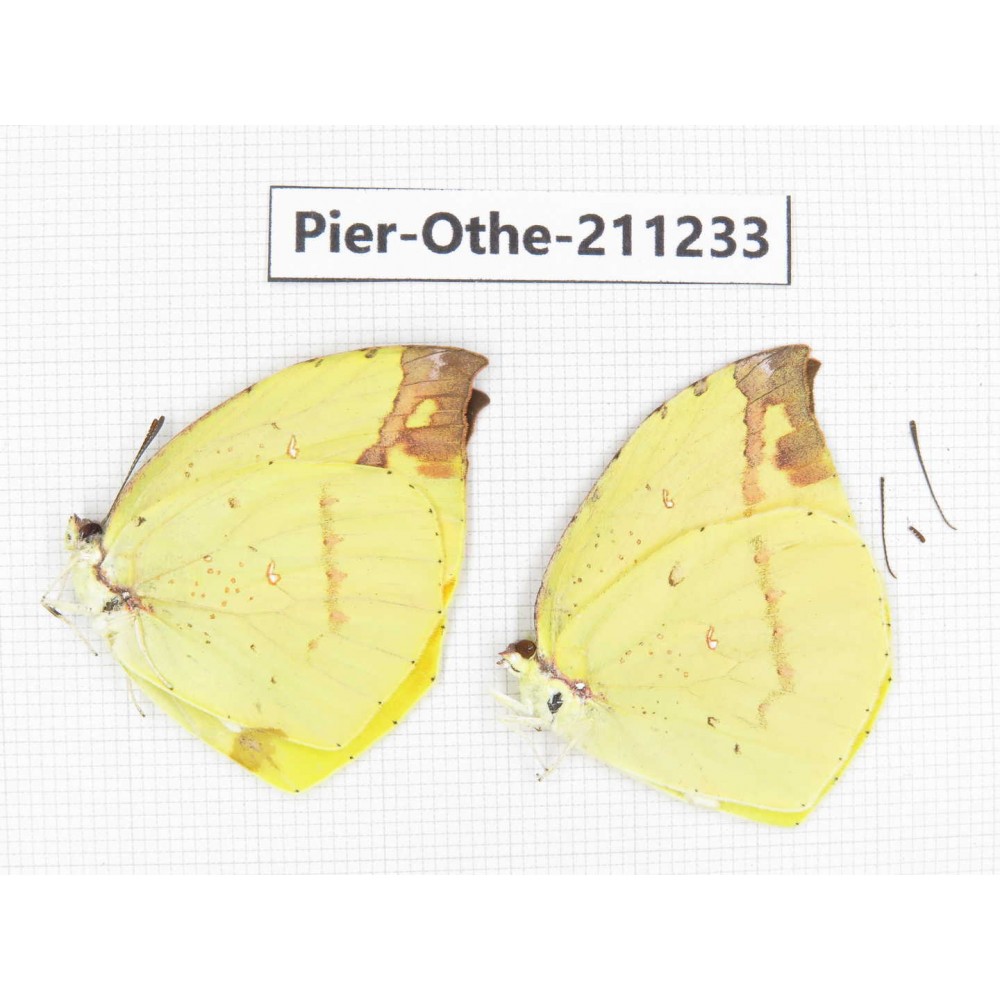 Dercas nina ssp. China, Sichuan, Yajiang county. 2M. Pier-Othe-211233.
