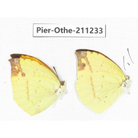 Dercas nina ssp. China, Sichuan, Yajiang county. 2M. Pier-Othe-211233.