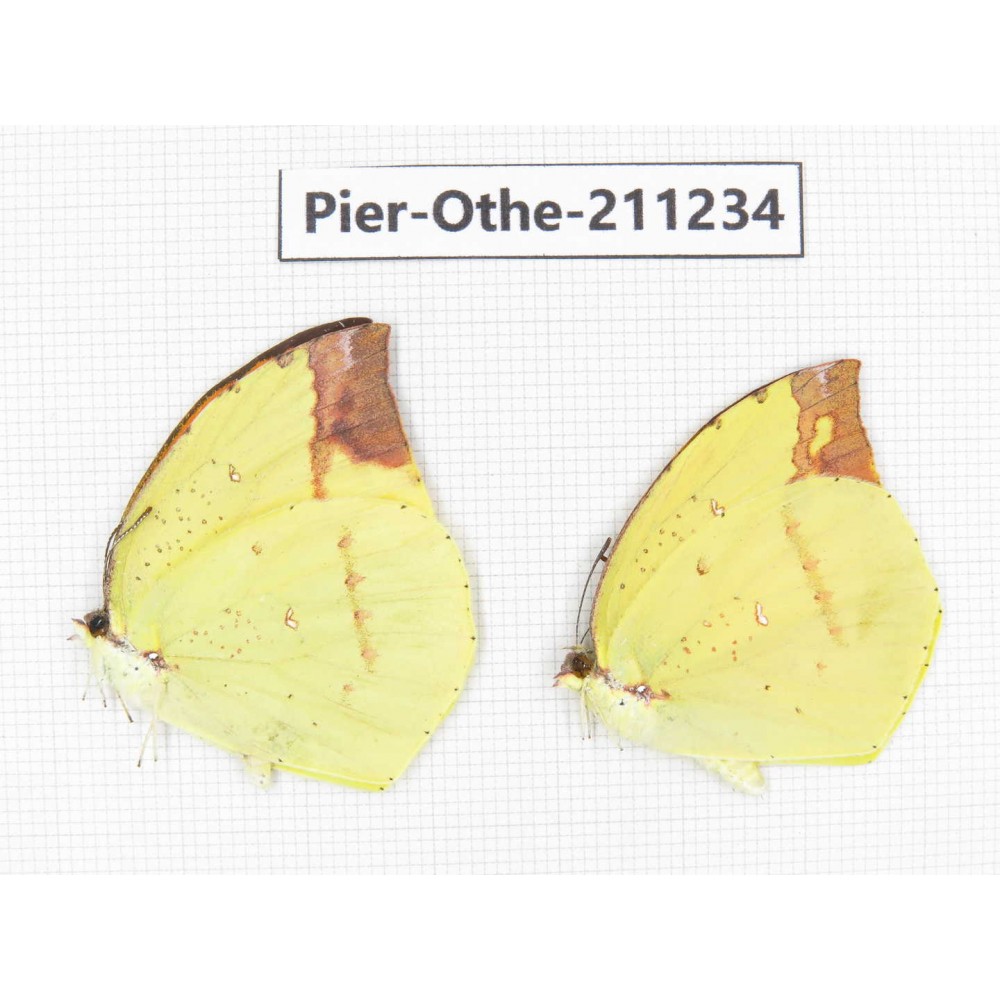 Dercas nina ssp. China, Sichuan, Yajiang county. 2M. Pier-Othe-211234.