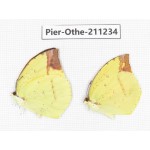Dercas nina ssp. China, Sichuan, Yajiang county. 2M. Pier-Othe-211234.
