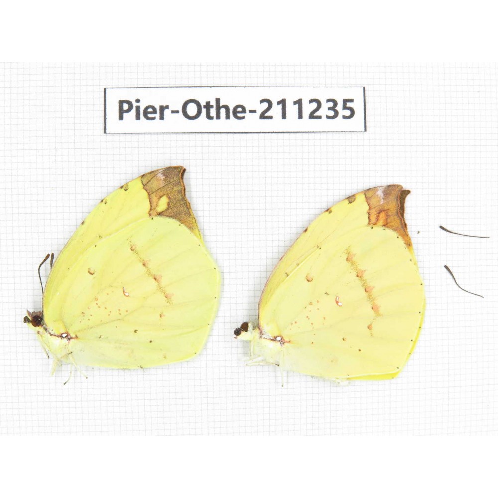 Dercas nina ssp. China, Sichuan, Yajiang county. 2M. Pier-Othe-211235.