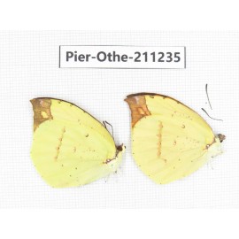 Dercas nina ssp. China, Sichuan, Yajiang county. 2M. Pier-Othe-211235.