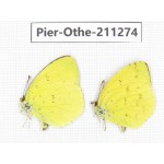 Eurema sp. China, Sichuan, Yajiang county. 2M. Pier-Othe-211274.
