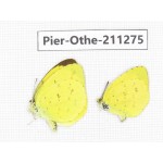 Eurema sp. China, Sichuan, Yajiang county. 2M. Pier-Othe-211275.