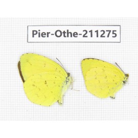 Eurema sp. China, Sichuan, Yajiang county. 2M. Pier-Othe-211275.