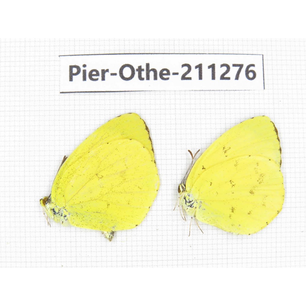 Eurema sp. China, Sichuan, Yajiang county. 2M. Pier-Othe-211276.