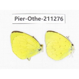Eurema sp. China, Sichuan, Yajiang county. 2M. Pier-Othe-211276.