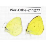 Eurema sp. China, Sichuan, Yajiang county. 2M. Pier-Othe-211277.