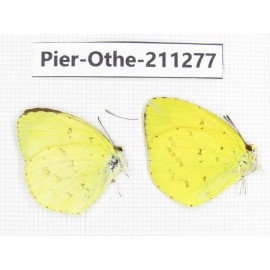 Eurema sp. China, Sichuan, Yajiang county. 2M. Pier-Othe-211277.