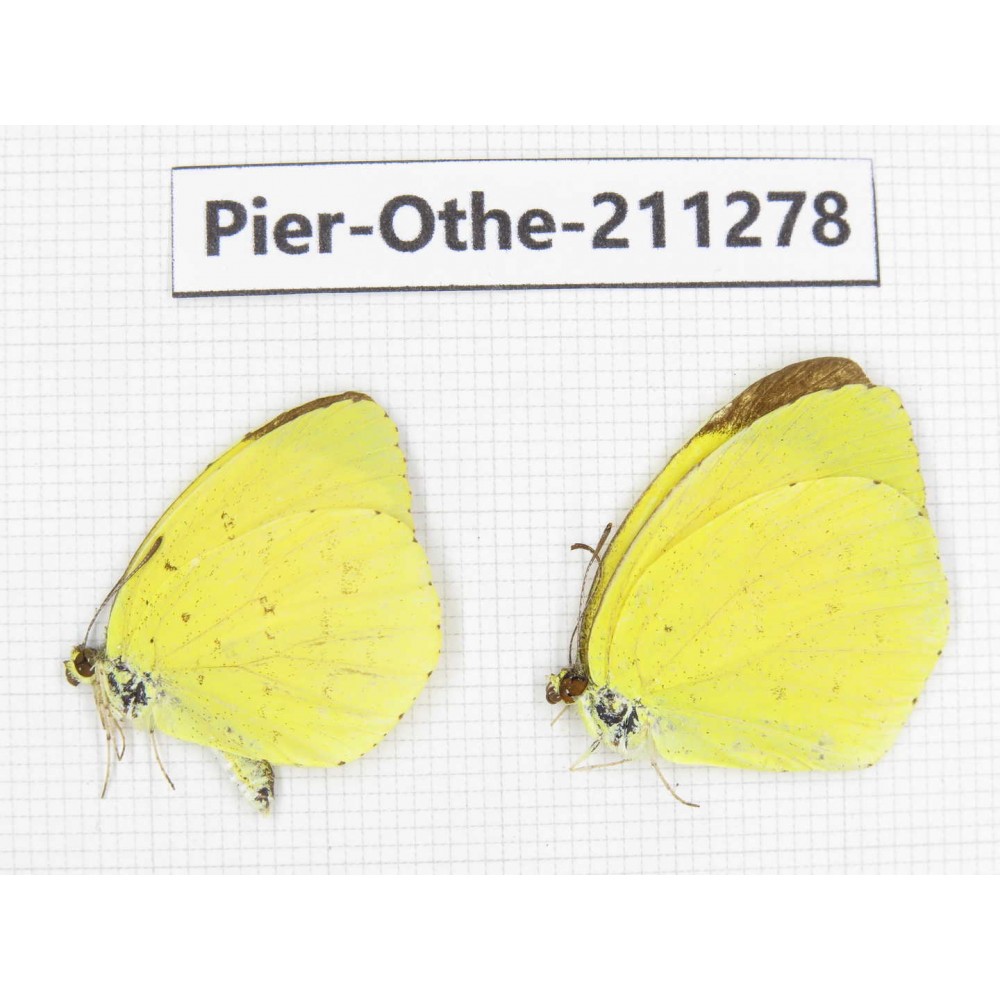 Eurema sp. China, Sichuan, Yajiang county. 2M. Pier-Othe-211278.