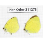 Eurema sp. China, Sichuan, Yajiang county. 2M. Pier-Othe-211278.