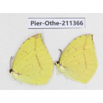 Dercas lycorias ssp. China, Sichuan, Yajiang county. 2M. Pier-Othe-211366.