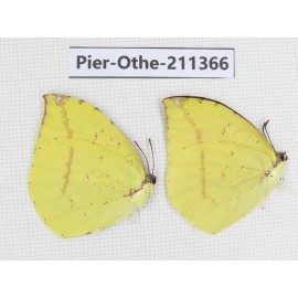 Dercas lycorias ssp. China, Sichuan, Yajiang county. 2M. Pier-Othe-211366.