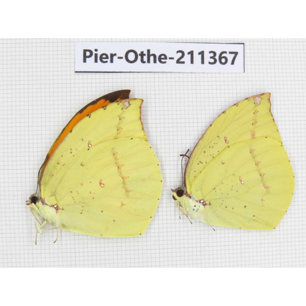 Dercas lycorias ssp. China, Sichuan, Yajiang county. 2M. Pier-Othe-211367.