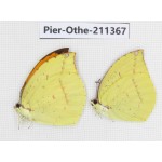 Dercas lycorias ssp. China, Sichuan, Yajiang county. 2M. Pier-Othe-211367.