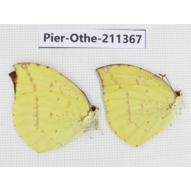 Dercas lycorias ssp. China, Sichuan, Yajiang county. 2M. Pier-Othe-211367.
