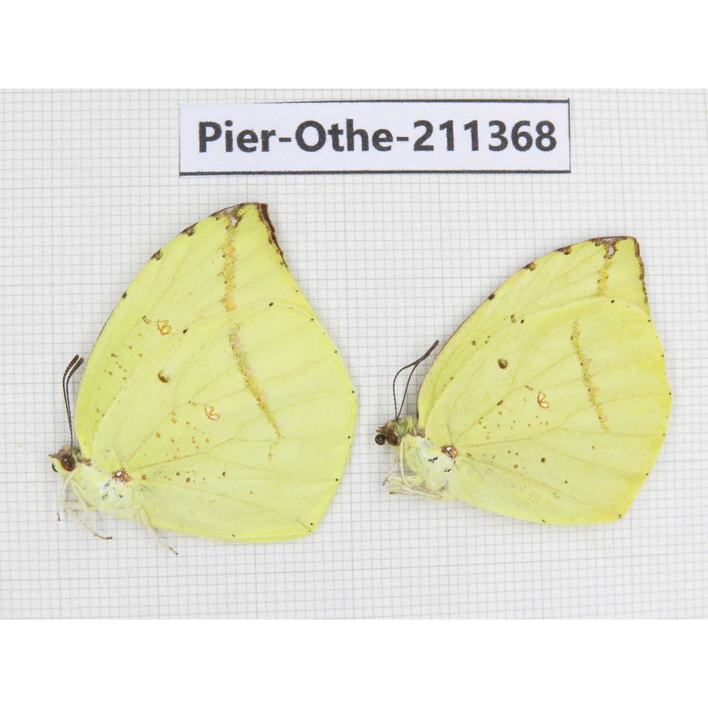 Dercas lycorias ssp. China, Sichuan, Yajiang county. 2M. Pier-Othe-211368.