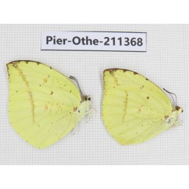 Dercas lycorias ssp. China, Sichuan, Yajiang county. 2M. Pier-Othe-211368.