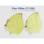 Dercas lycorias ssp. China, Sichuan, Yajiang county. 2M. Pier-Othe-211369.