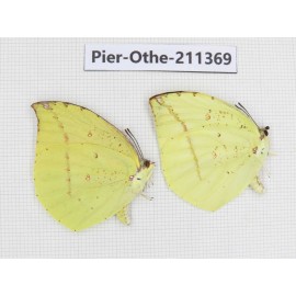 Dercas lycorias ssp. China, Sichuan, Yajiang county. 2M. Pier-Othe-211369.