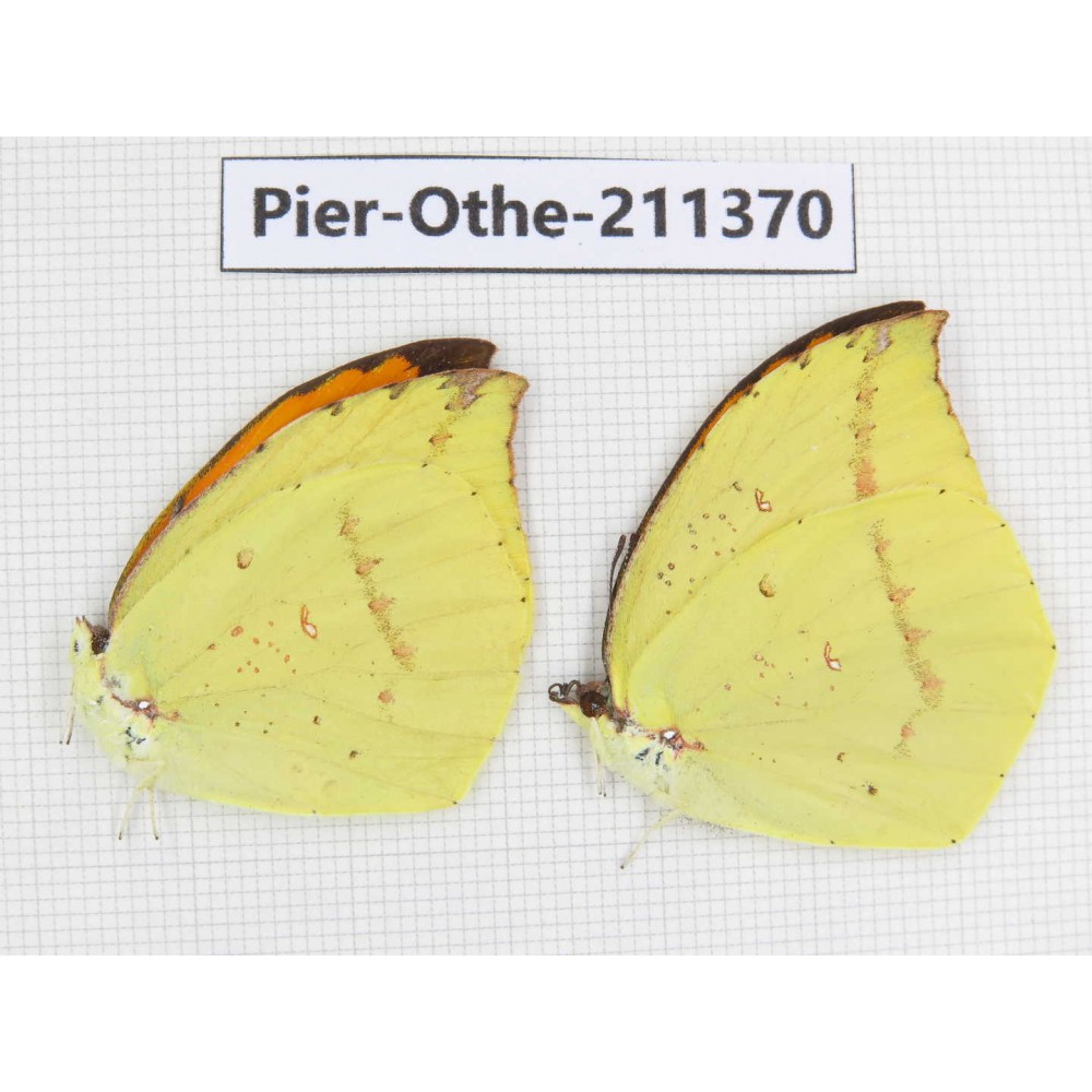 Dercas nina ssp. China, Sichuan, Yajiang county. 2M. Pier-Othe-211370.