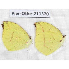 Dercas nina ssp. China, Sichuan, Yajiang county. 2M. Pier-Othe-211370.