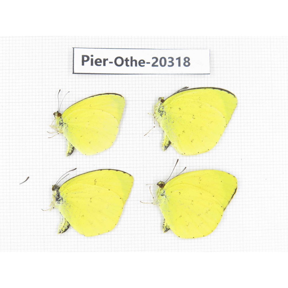 Eurema sp. China, Tibet, Chayu, Chawalong, NW of Mt. Nushan(Yunnan border). 4M. Pier-Othe-20318.