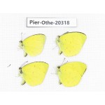 Eurema sp. China, Tibet, Chayu, Chawalong, NW of Mt. Nushan(Yunnan border). 4M. Pier-Othe-20318.